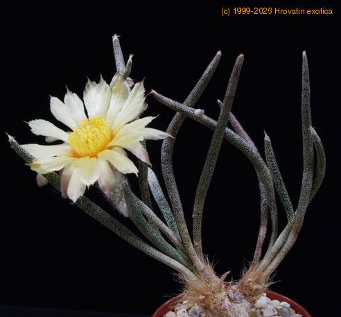 Digitostigma caput medusae2 SIb