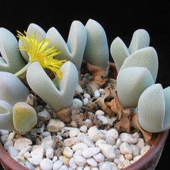 Dinteranthus microspermus