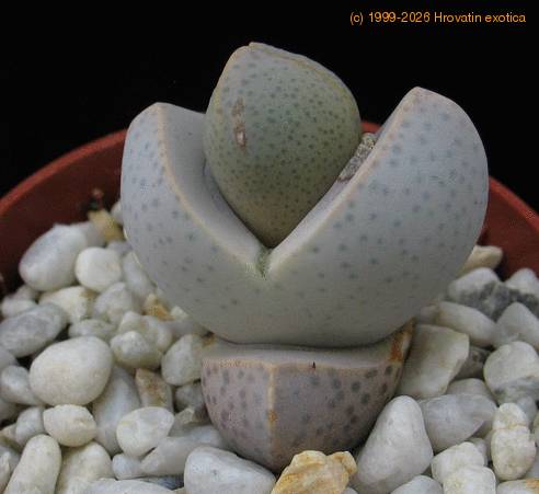 Dinteranthus  microspermus