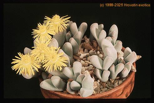 Dinteranthus puberulus SIb