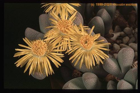 Dinteranthus puberulus SIf