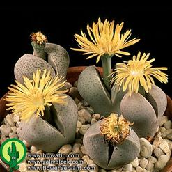Dinteranthus wilmotianus