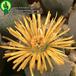 Dinteranthus wilmotianus flower 1592