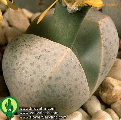 Dinteranthus wilmotianus leaf 1593