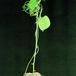 Dioscorea elephantipes 1640