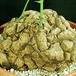 Dioscorea elephantipes 1641