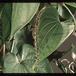 Dioscorea elephantipes 1685