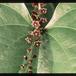 Dioscorea elephantipes 1686