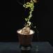 Dioscorea elephantipes 2