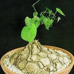 Dioscorea elephantipes