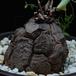 Dioscorea elephantipes SIb
