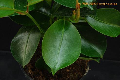 Dipladenia 1
