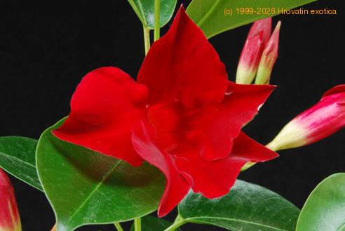 Dipladenia 3