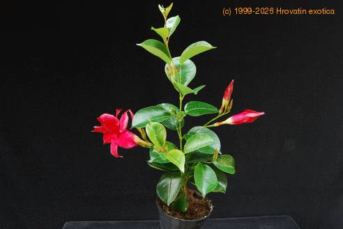 Dipladenia