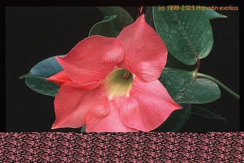 Dipladenia sanderi rosea 3011
