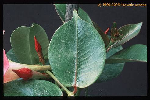 Dipladenia sanderi rosea 3012