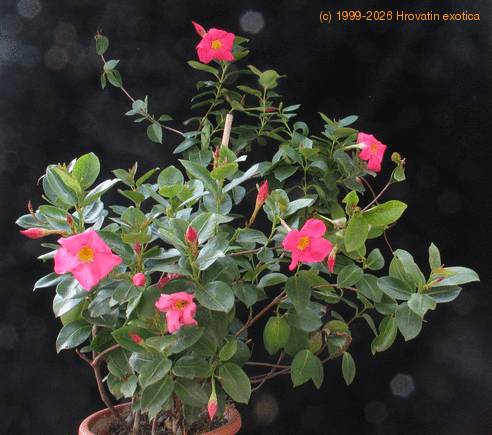 Dipladenia sanderii ( Mandevilla sanderii) 1