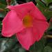 Dipladenia sanderii ( Mandevilla sanderii) 2
