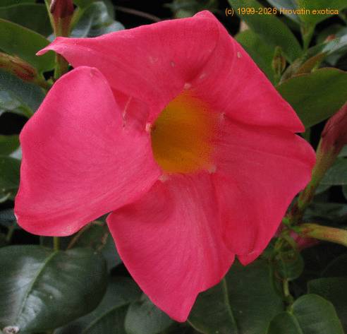 Dipladenia sanderii ( Mandevilla sanderii) 2