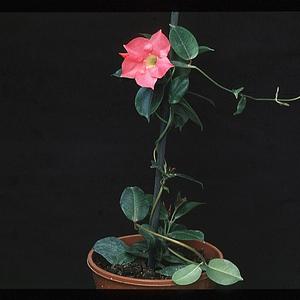 Dipladenia sanderii rosea