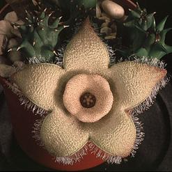 Diplocyatha ciliata