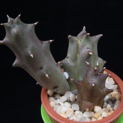 Diplocyatha ciliata