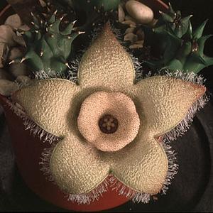 Diplocyatha ciliata