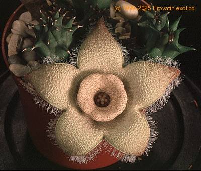 Diplocyatha ciliata