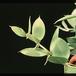 Dischidia pectenoides 1934