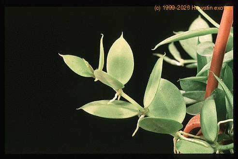 Dischidia pectenoides 1934