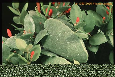 Dischidia pectenoides 1935