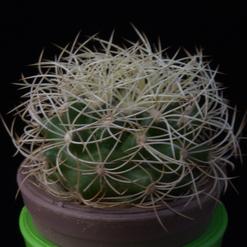 Discocactus araneispinus