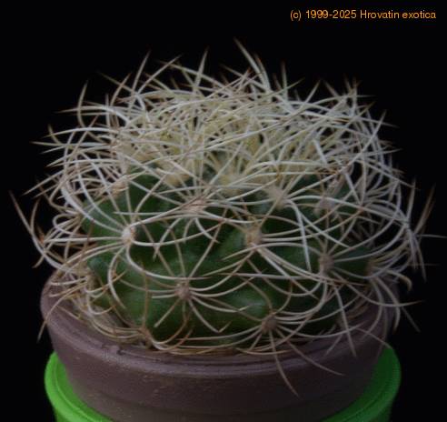 Discocactus araneispinus MOP