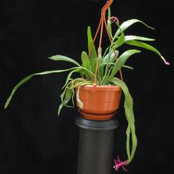 Disocactus biformis