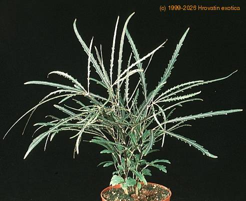 Dizygotheca elegantissima 1879