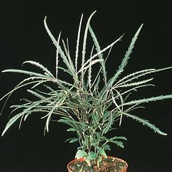 Dizygotheca elegantissima