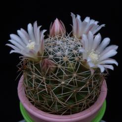 Dolichothele albescens