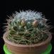 Dolichothele albescens MOP