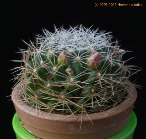 Dolichothele albescens MOP