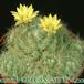 Dolichothele baumii 316