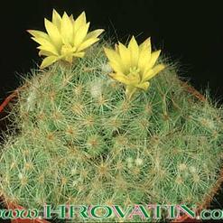 Dolichothele baumii