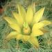 Dolichothele baumii flower 317