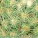 Dolichothele baumii thorn 318