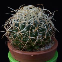 Dolichothele camptotricha