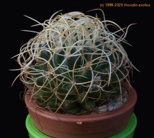 Dolichothele camptotricha MOP