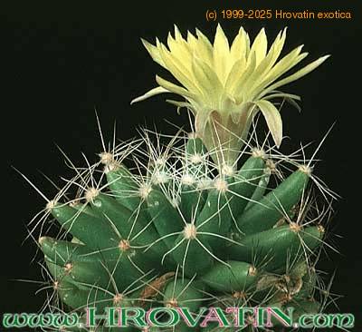 Dolichothele longimamma 310
