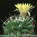 Dolichothele longimamma 310