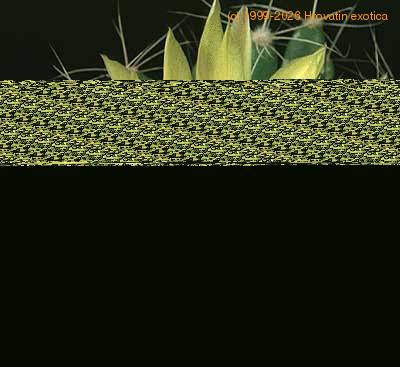 Dolichothele longimamma flower 311