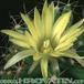Dolichothele longimamma flower 311