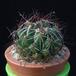 Dolichothele melaleuca MOP